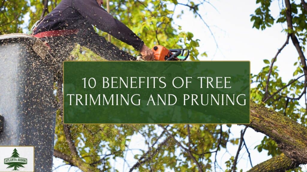 10 Benefits of Tree Trimming and Pruning