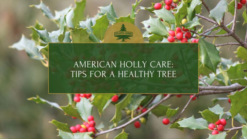 American Holly Care