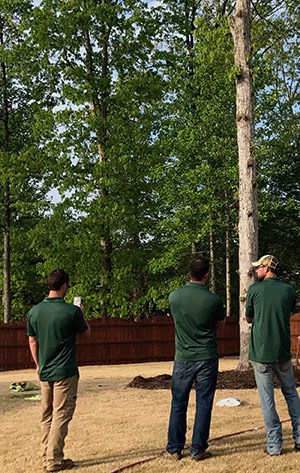Arborist Consultation in Atlanta Georgia
