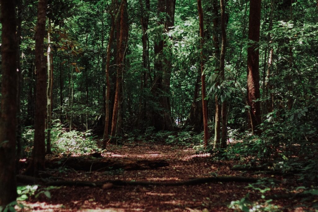 Arborist Consultation