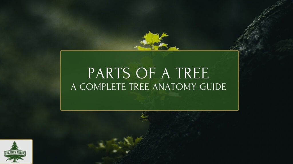 tree anatomy guide