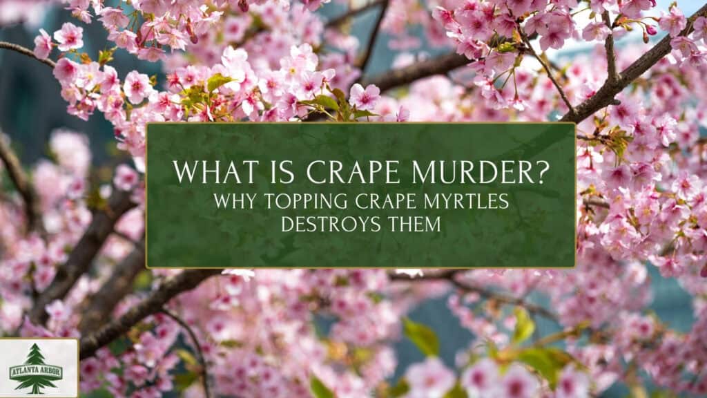 what is crape murder
