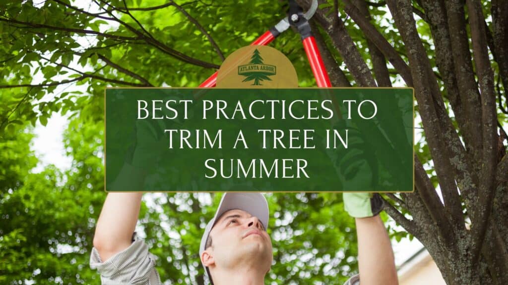 Best Practices to trim a tree in Summer