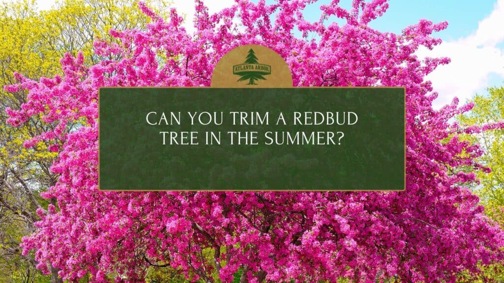 Can You Trim a Redbud Tree in the Summer