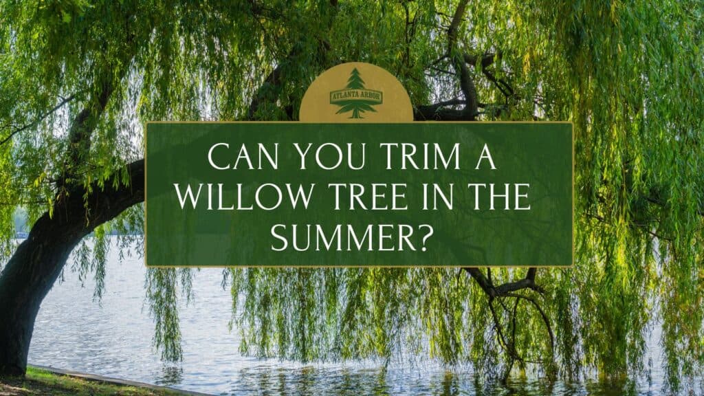 can you trim a willow tree in the summer