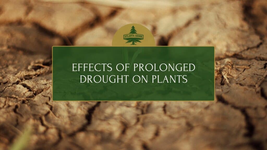 Effects of Prolonged Drought on Plants