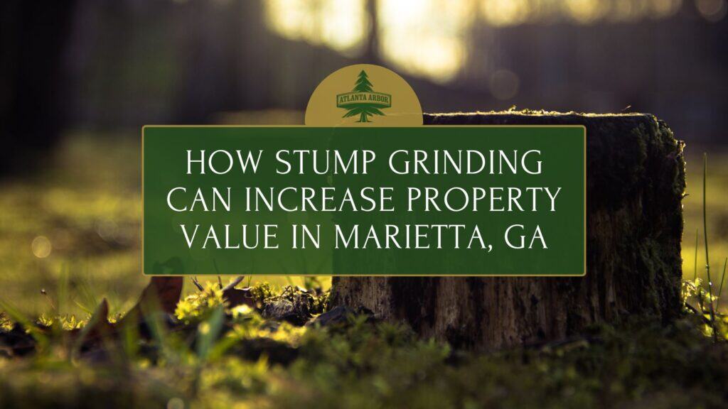 Stump Grinding Can Increase Property Value In Marietta, GA