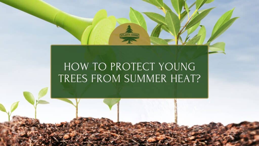 How to protect young trees from summer heat