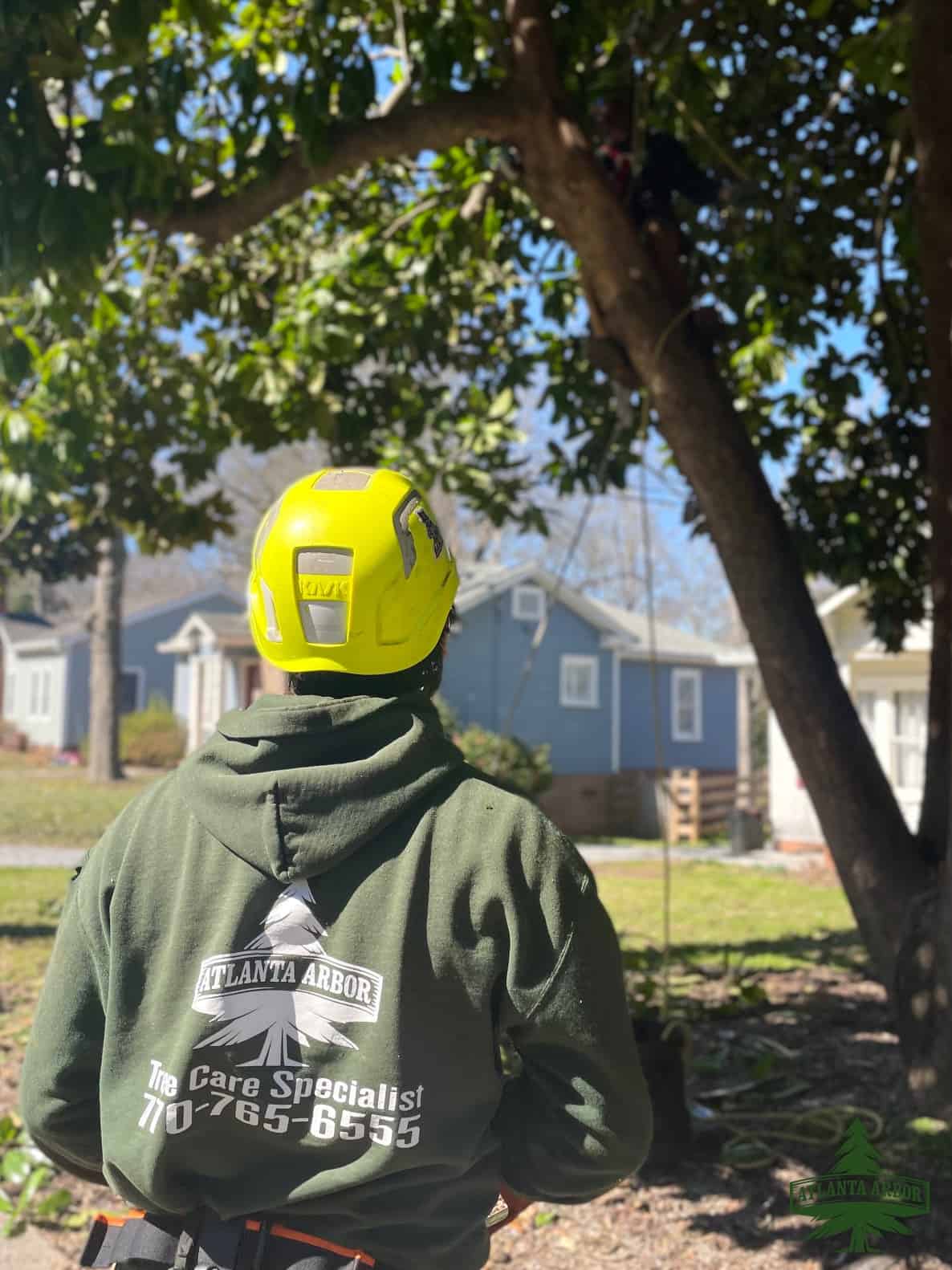 Tree Trimming And Pruning in Atlanta Georgia