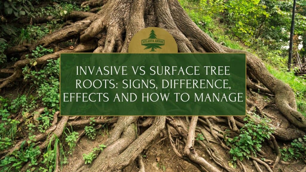 invasive vs. surface tree roots