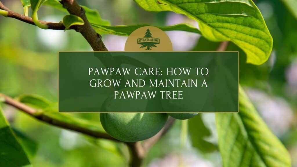 Pawpaw Care How to Grow and Maintain a Pawpaw Tree