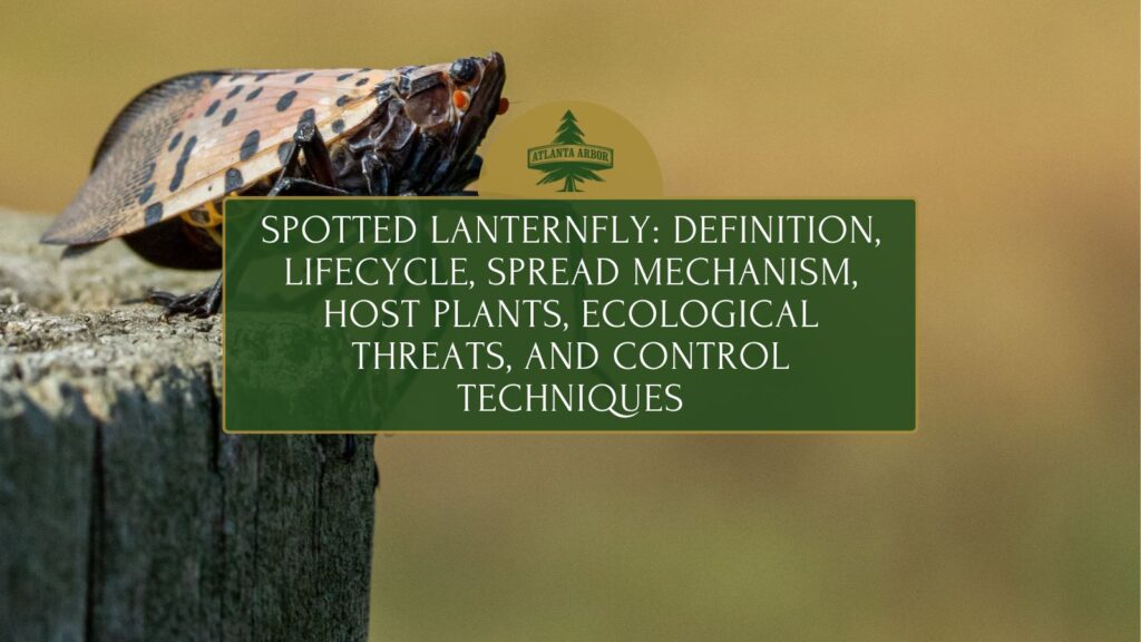 spotted lanternfly