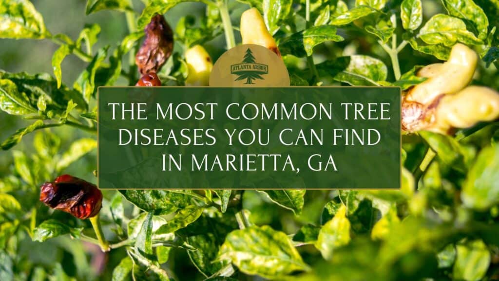 Common Tree Disease in Marietta, GA