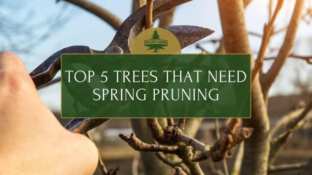 Top 5 Trees That Need Spring Pruning