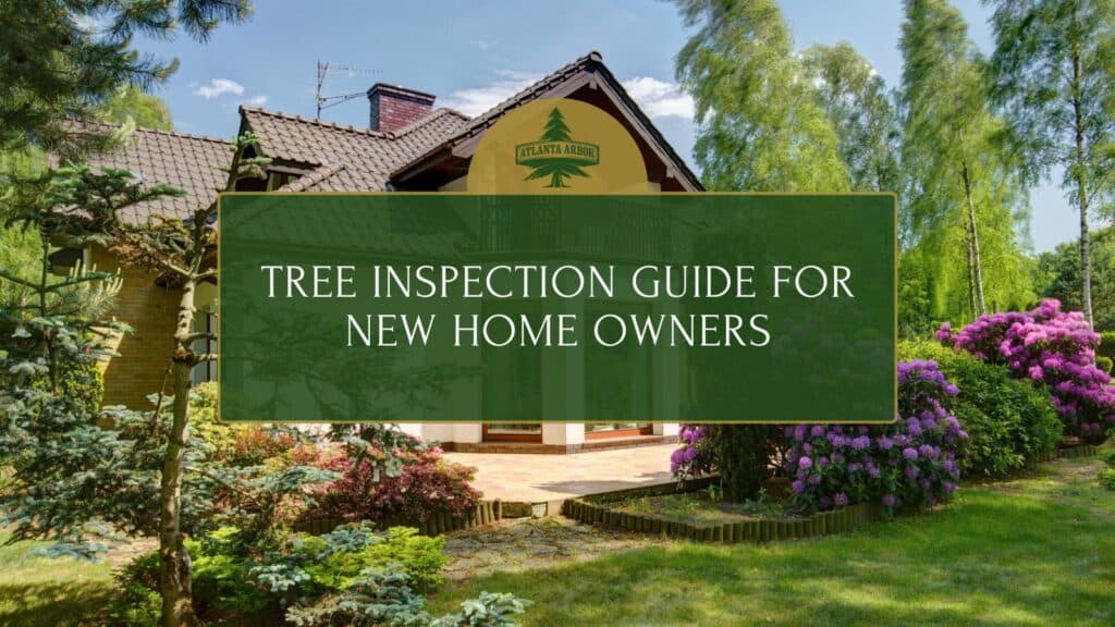 Tree inspection guide for new home owners