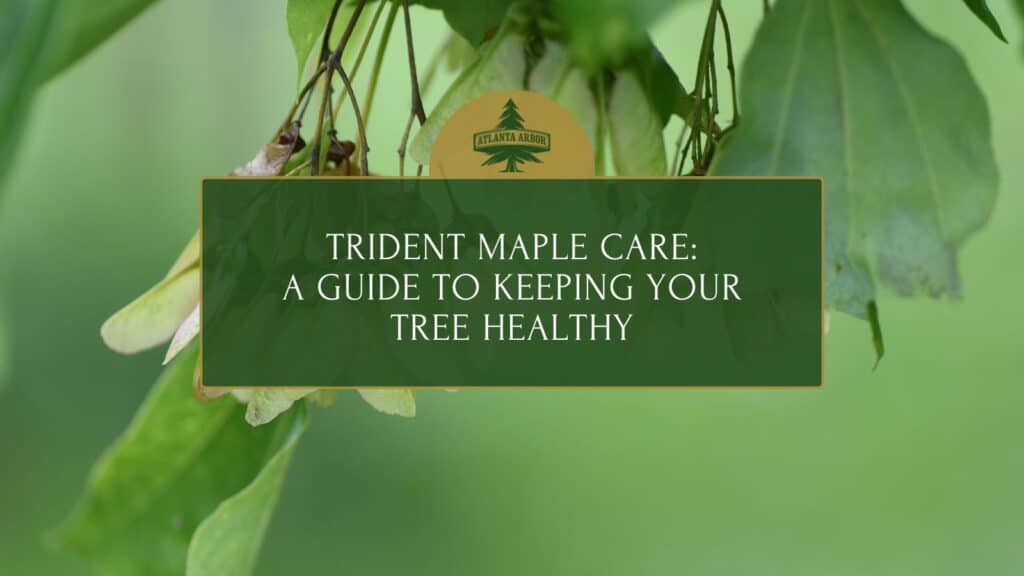 Trident Maple Care