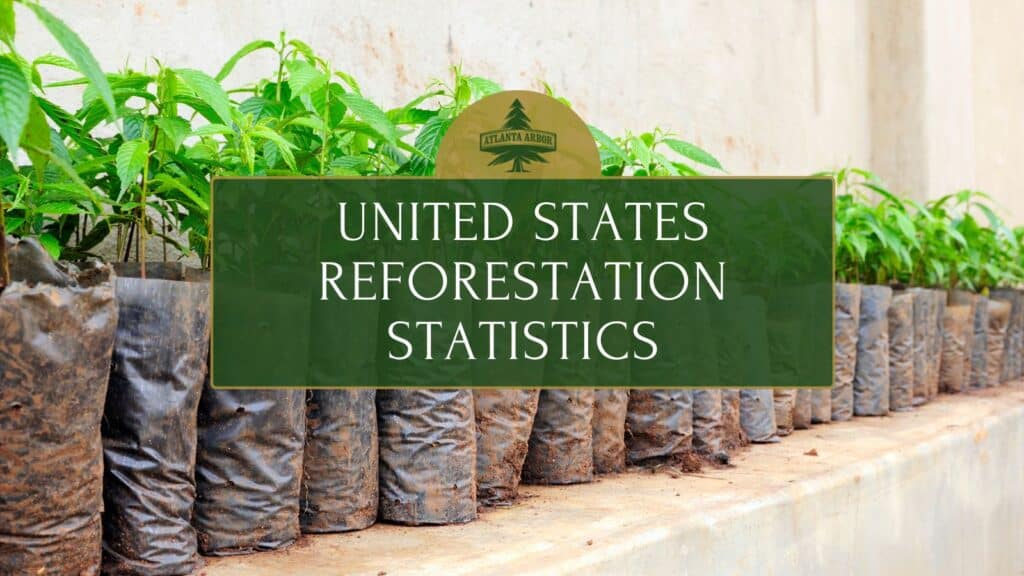 United States Reforestation Statistics