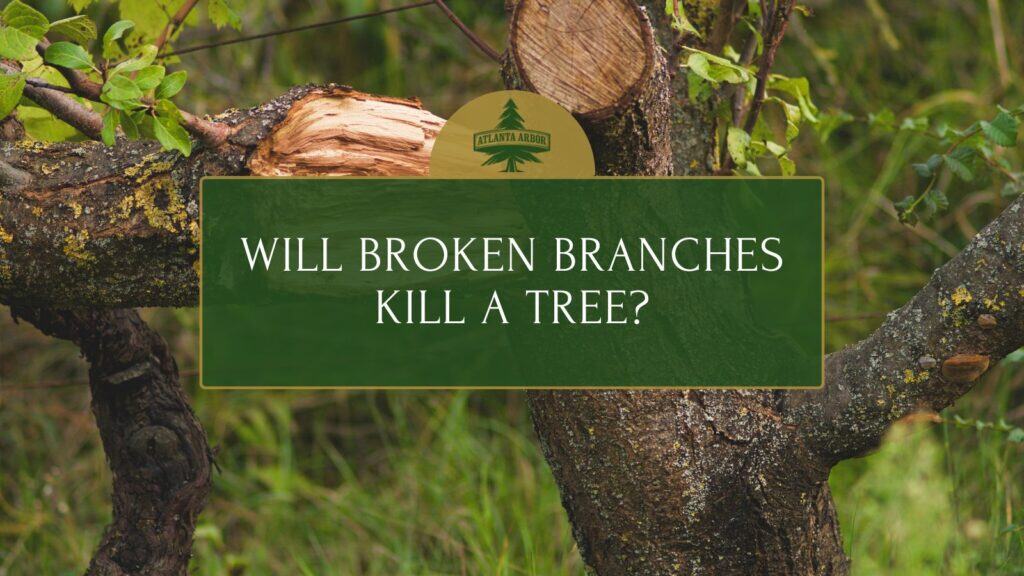 Will Broken Branches Kill a Tree?