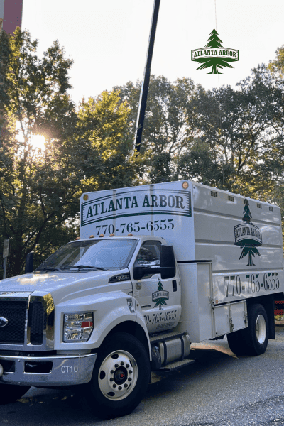 Tree Thinning in Atlanta Georgia
