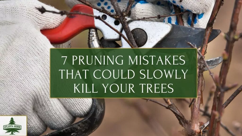 7 Pruning Mistakes That Could Slowly Kill Your Trees