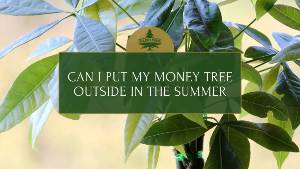 can i put my money tree outside in the summer