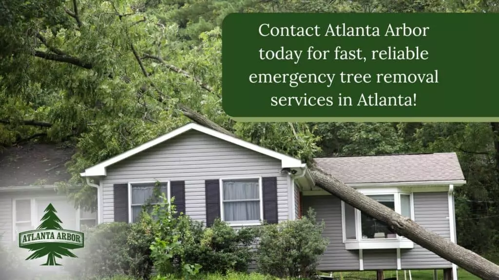Tree fallen onto house needing emergency removal