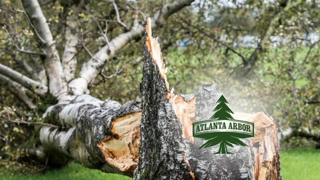 Fallen Tree needing emergency removal