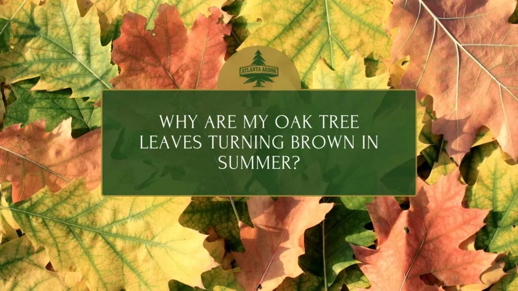 Why Are My Oak Tree Leaves Turning Brown in Summer