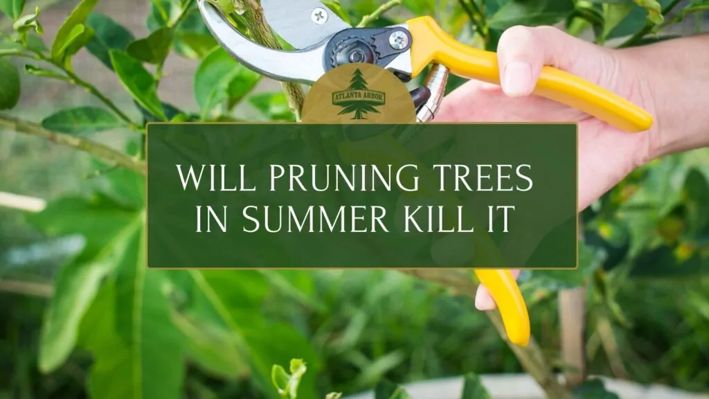 will pruning a tree in summer kill it