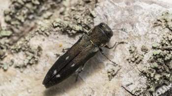 Adult beetle on tree trunk