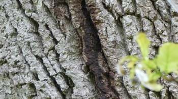 Black bleed on the trunk of an oak tree