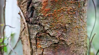 Chestnut blight