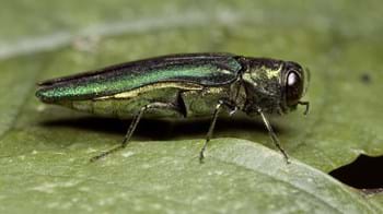 Emerald ash borer on a leaf
