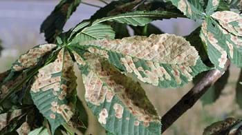 Damage caused by horse chestnut leaf miner