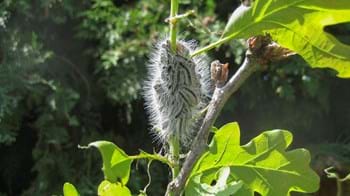 Cluster of Oak Processionary moth caterpillars