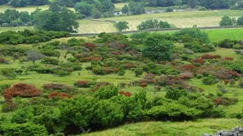 Phytopthora Austrocedri across a landscape