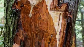 Phytopthora lateralis damage to bark