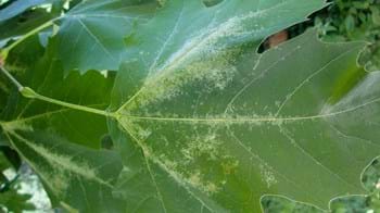 Plane leaf showing yellow mottling