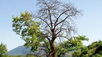 Plane tree showing no foliage at the centre of the crown