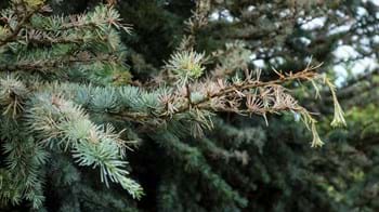 Sirococcus damage